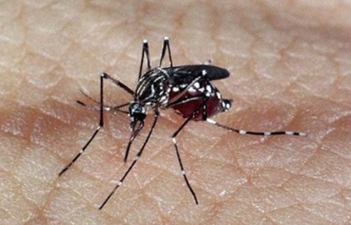 Zika: Kenne die Symptome der Krankheit